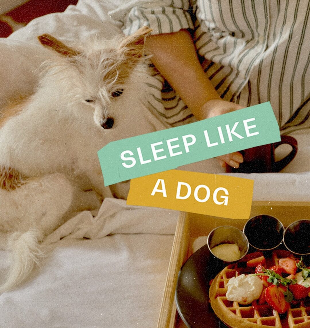 A person and a small dog relax on a bed with a breakfast tray; text reads SLEEP LIKE A DOG.